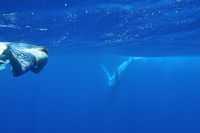 Bora Bora Whale Watching - Swimming with whales is a possibility, not the plan