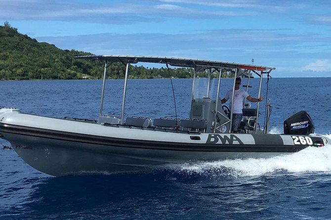 Bora Bora Whale Watching - Why some departures feel worth every franc