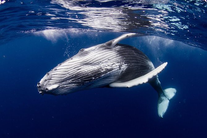 Bora Bora Whale Watching - Weather, safety, and the honest trade-off