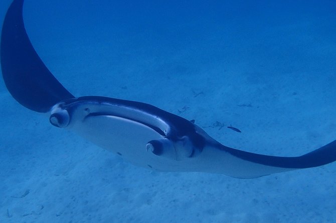 Combo Diving and Snorkeling Full Day Tour - An afternoon around Bora Bora’s lagoon and reefs