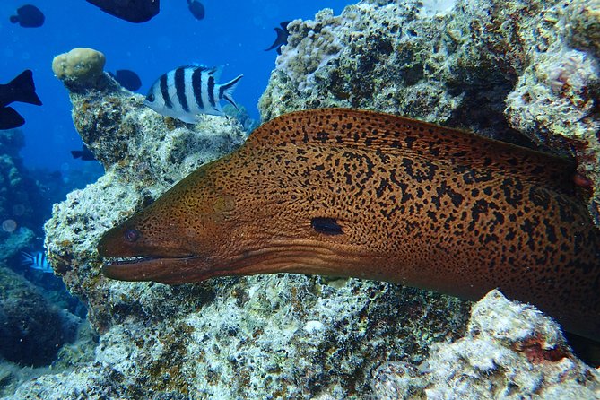 Combo Diving and Snorkeling Full Day Tour - What the $1,800 price really buys