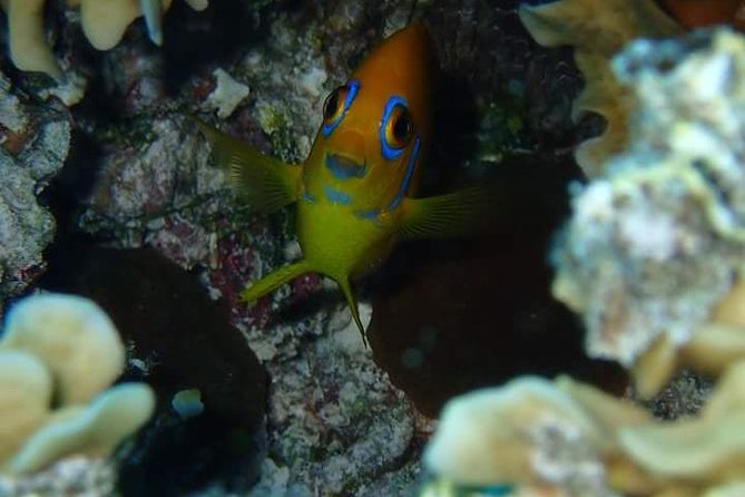 Combo Diving and Snorkeling Half-Day Tour - A private morning on Bora Bora’s lagoon