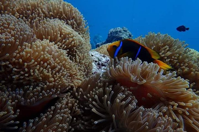 Combo Diving and Snorkeling Half-Day Tour - David’s calm approach is part of the value