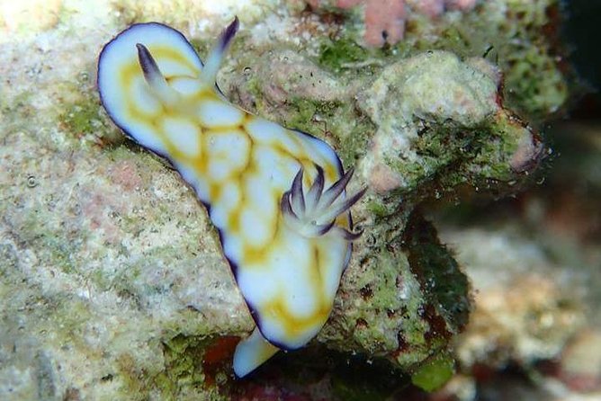 Combo Diving and Snorkeling Half-Day Tour - Equipment, towels, water, and the practical side