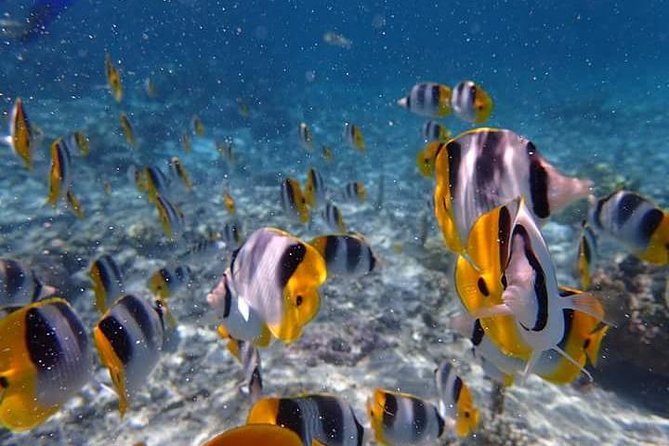Combo Diving and Snorkeling Half-Day Tour - Weather, fitness, and other limits to consider