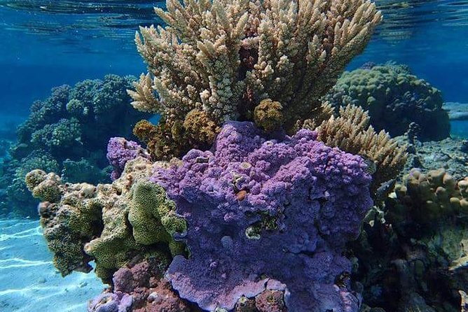 Combo Diving and Snorkeling Half-Day Tour - Your first underwater session: one tank and careful instruction