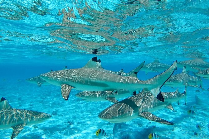 Combo snorkeling + motu lunch + jet ski group tour full day - Swimming among sharks
