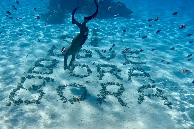 Crazyseahorseborabora Comfortable boat , sensational snorkeling . - Who Should Book This Bora Bora Snorkeling Tour?