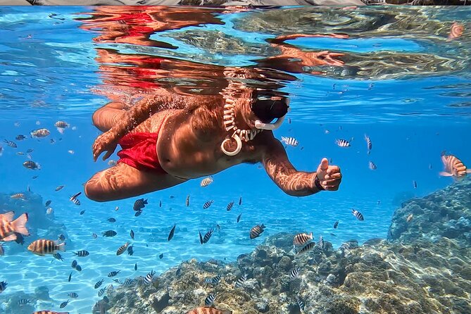 Crazyseahorseborabora Comfortable boat , sensational snorkeling . - Black-Tip Sharks in Shallow Water