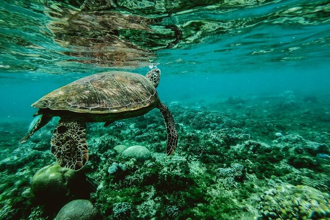 Discover the Beauty of Polynesian Waters by Boat and Snorkeling - Key points to know before booking