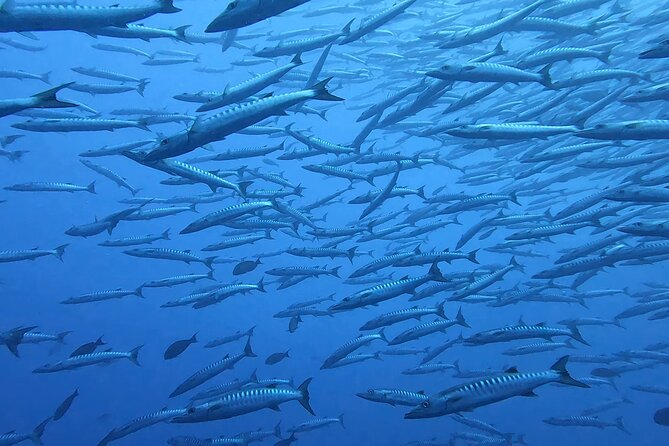 Discover the Beauty of Polynesian Waters by Boat and Snorkeling - What the instructor and equipment add