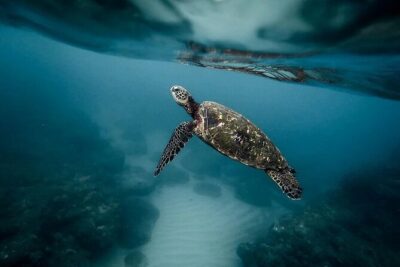 Discover the Beauty of Polynesian Waters by Boat and Snorkeling
