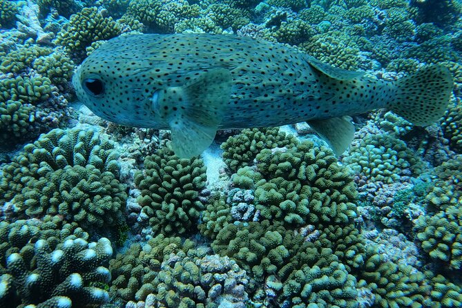 Discover the Beauty of Polynesian Waters by Boat and Snorkeling - Is $151.83 a fair price?
