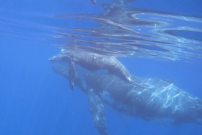 Discover the Beauty of Polynesian Waters by Boat and Snorkeling - Weather, timing, and the cancellation risk