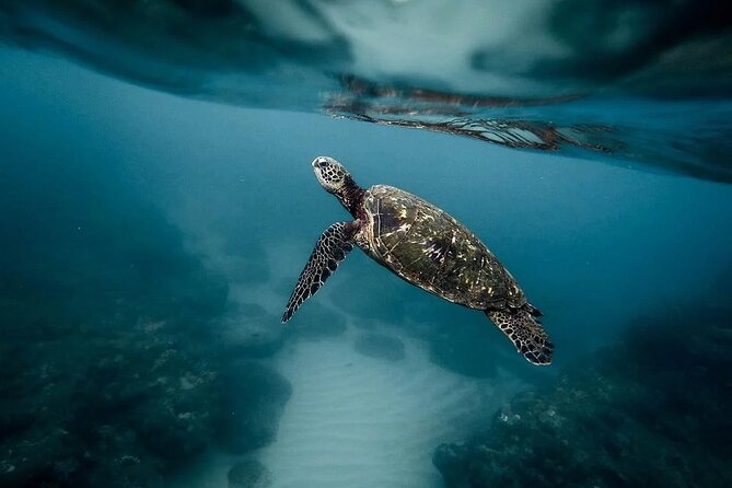 Discover the Beauty of Polynesian Waters by Boat and Snorkeling - The aquarium, where wrecks become fish habitat