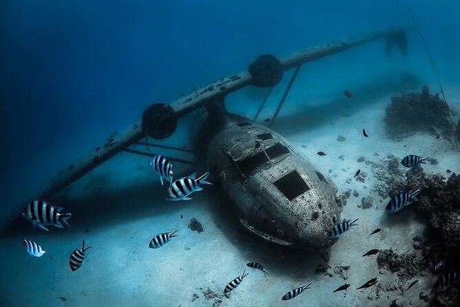 Diving day - First site: springs, aquariums, and lagoon life