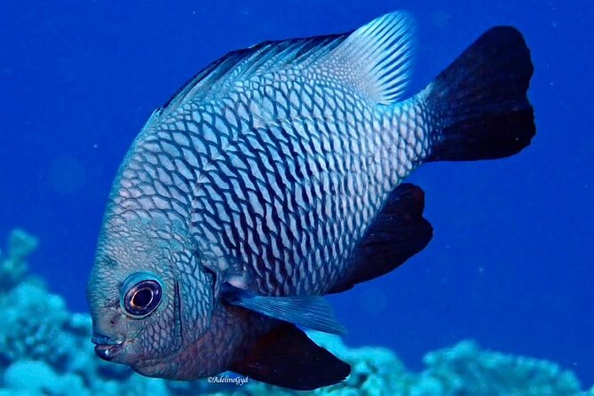 Double Diving Adventure Exploration for Certified Divers - Gear and boat quality