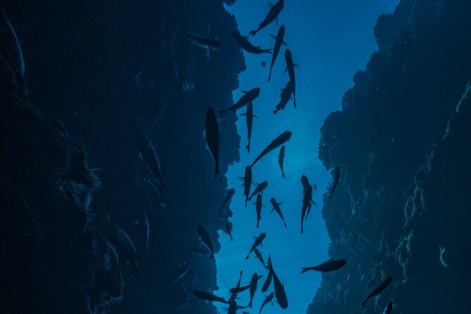 Double Diving Adventure Exploration for Certified Divers - Who should choose this morning outing?