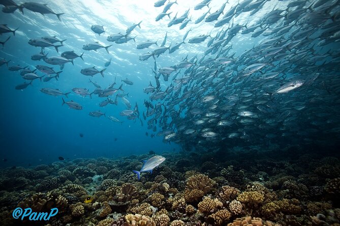 Double Diving Adventure Exploration for Certified Divers - Practical planning for a smooth morning