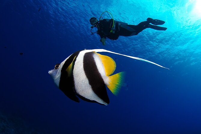 Double Diving Adventure Exploration for Certified Divers - Tahiti’s reef life, from turtles to rays