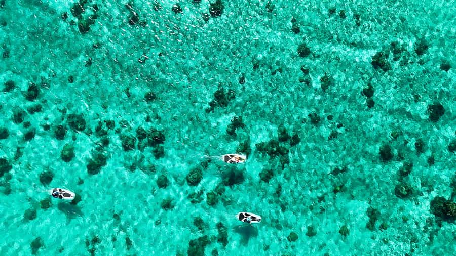 E-Board private tour of Moorea lagoon - Key points to know before you book