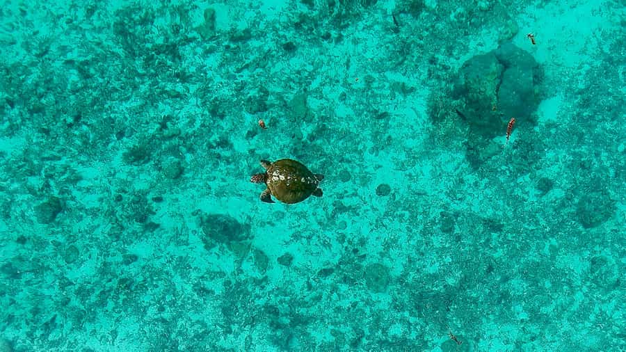 E-Board private tour of Moorea lagoon - Cruising through the shades of blue
