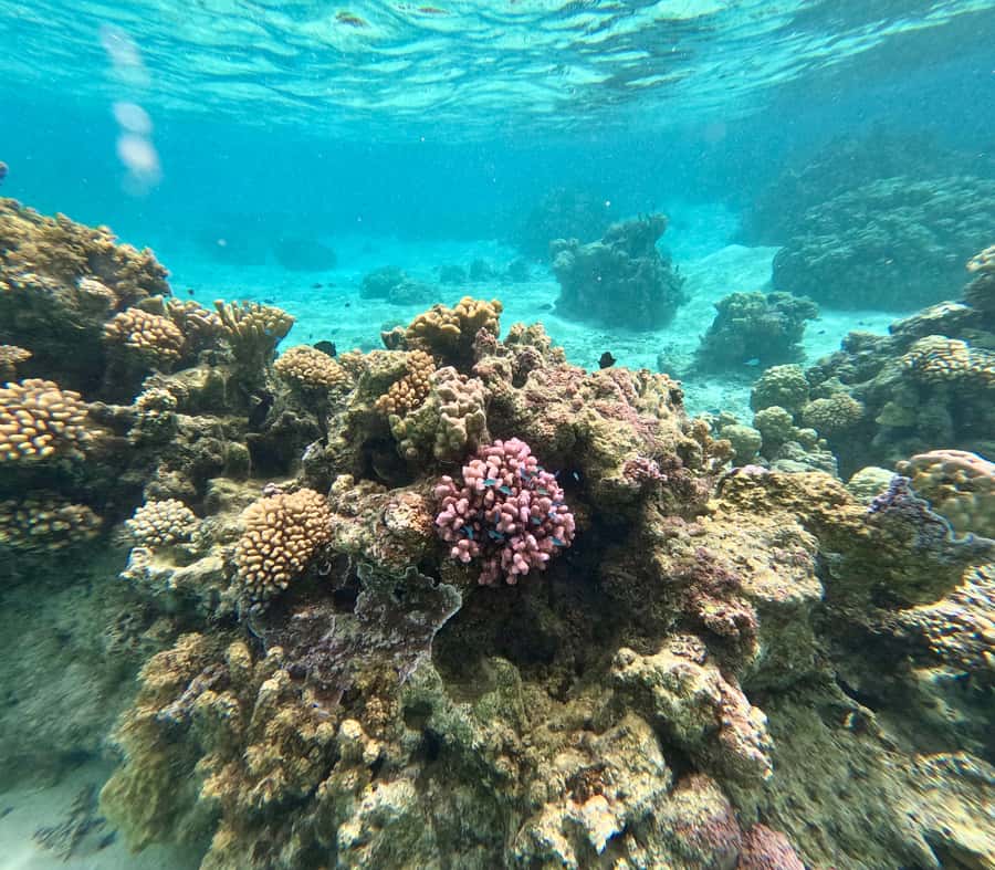 E-Board private tour of Moorea lagoon - Stopping at the coral garden