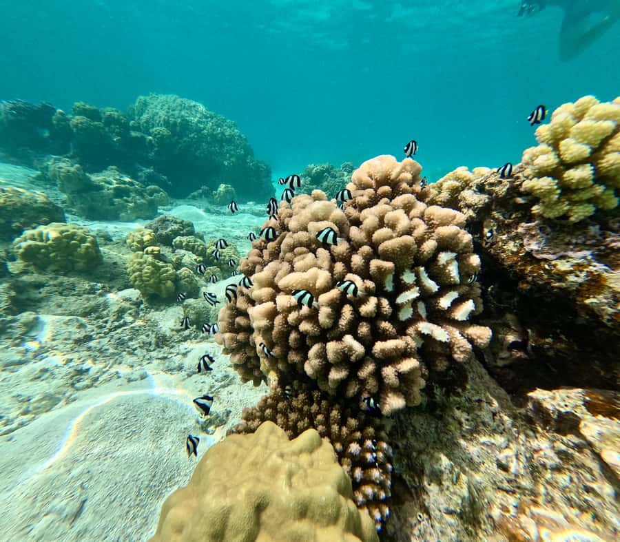 E-Board private tour of Moorea lagoon - Photos, video, and the optional drone