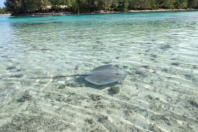 Eco guided excursion to the lagoon of Moorea in a transparent kayak Afternoon 2h - The guides make a practical difference