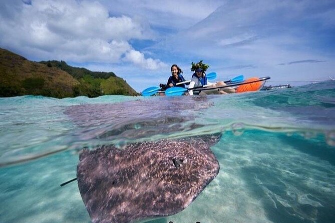 Eco guided excursion to the lagoon of Moorea in transparent kayak 1/2 day morning - Watching turtles, rays, sharks, and tropical fish