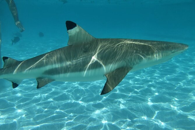 Eco Kayak Excursion in Moorea Lagoon for a Day - Key points to know before booking
