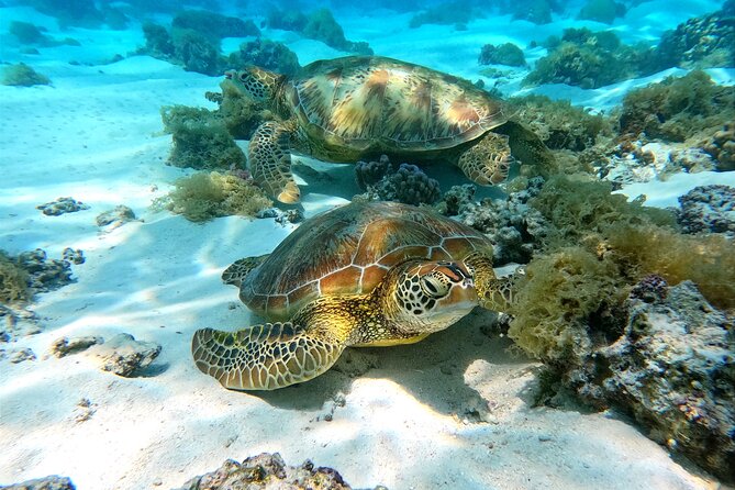 Eco Kayak Excursion in Moorea Lagoon for a Day - Starting at Tiahura Beach with the clear kayaks