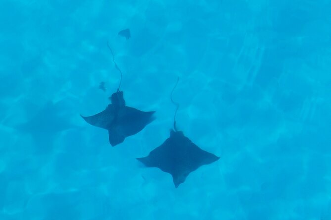Eco Kayak Excursion in Moorea Lagoon for a Day - Swimming with stingrays and blacktip sharks