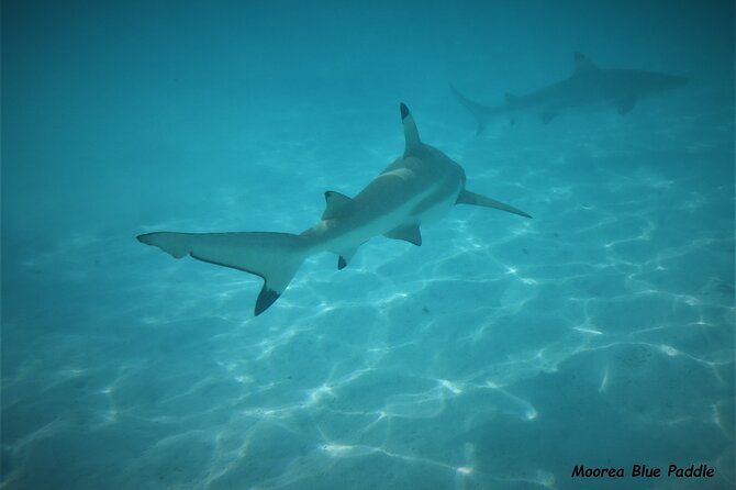Eco Kayak Excursion in Moorea Lagoon for a Day - Lunch on a motu, with snacks included