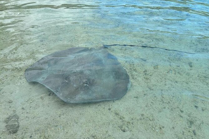 Eco Kayak Excursion in Moorea Lagoon for a Day - Snorkeling at the coral garden