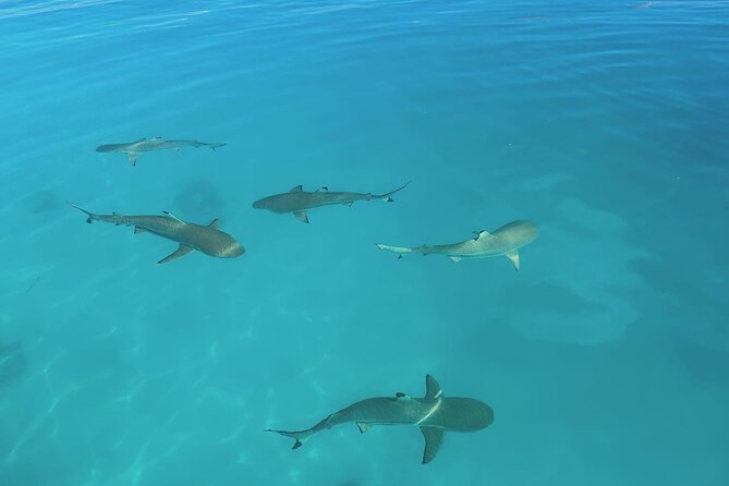 Excursion The Blue Lagoon and Reef Island - Why this Rangiroa outing covers so much