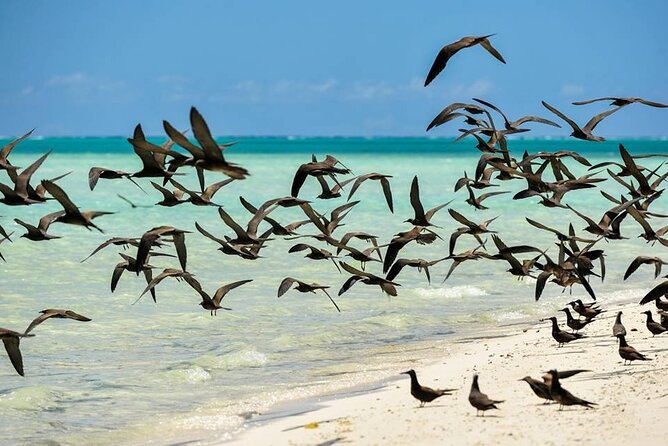 Excursion to Tetiaroa by Catamaran Visit Lunch Snorkeling - Price, group size, and practical value