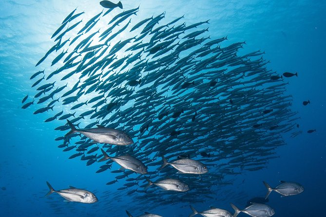 Fakarava 2-tank Certified Scuba Dive - Key points to know before booking