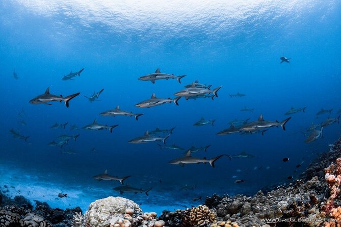 Fakarava 2-tank Certified Scuba Dive - What your four-hour morning looks like