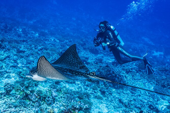 Fakarava 2-tank Certified Scuba Dive - The animals that can make this morning special
