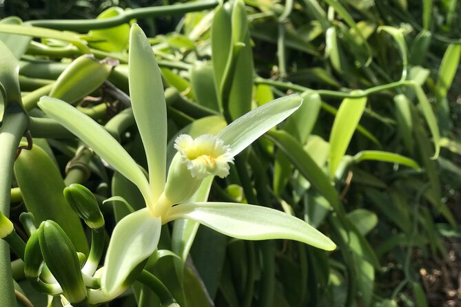 Franckyfranck tours Moorea - Tours privés // Private half day tours - A fragrant pause at Moorea Tropical Garden