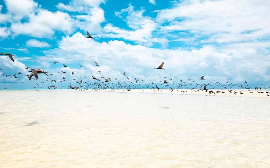 From Tahiti: Tetiaroa Island Tour by Sailing Catamaran - Arriving at Tetiaroa by dinghy