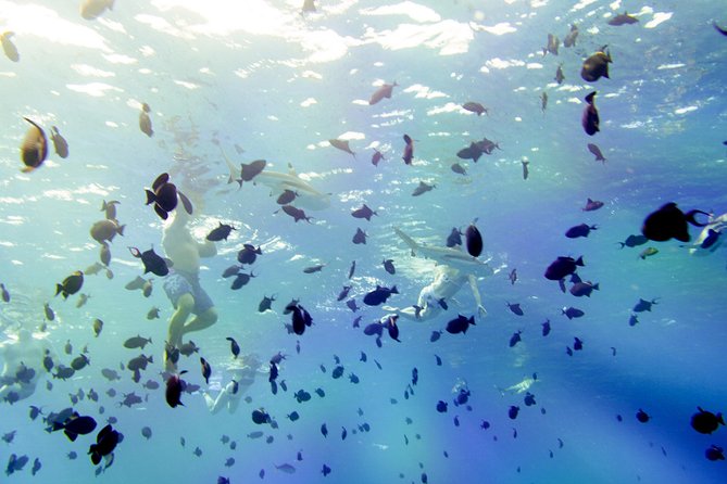 Full-Day Bora Bora Lagoon Cruise Including Snorkeling with Sharks and Stingrays - First Stop: Manta Rays in the Lagoon