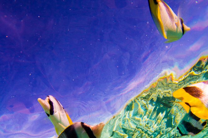 Full-Day Bora Bora Lagoon Cruise Including Snorkeling with Sharks and Stingrays - Coconut, Music, and a Taste of Island Life
