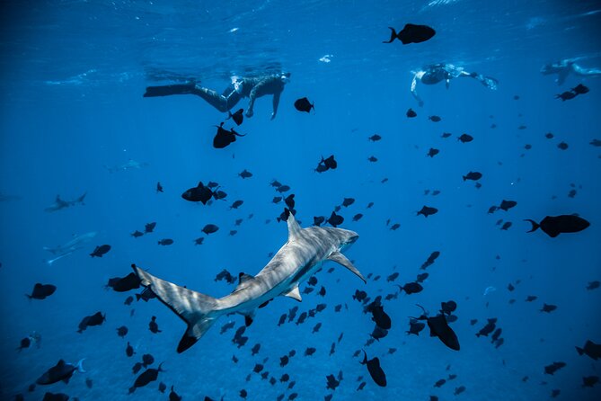 Full-Day Bora Bora Lagoon Cruise Including Snorkeling with Sharks and Stingrays - Is $158.76 Good Value?