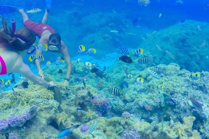Full-Day Bora Bora Lagoon Cruise Including Snorkeling with Sharks and Stingrays - Shallow Water With Stingrays and Black-Tip Reef Sharks