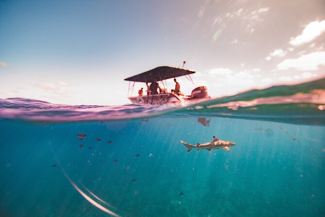 Full Day Eco Snorkeling & Traditional BBQ Lunch on a Motu - How the $204.06 price measures up