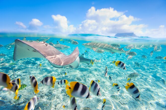 Full Day Lagoon Group Tour in Bora Bora with Lunch - Three stops that show off Bora Bora’s lagoon