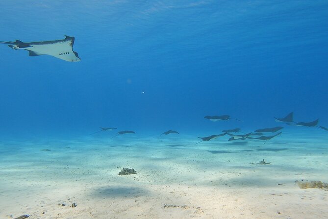 Full-day Lagoon Safari Tour with Lunch in Bora Bora - Shared tour - A family-run boat trip with a local feel
