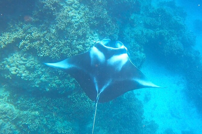 Full-day Lagoon Safari Tour with Lunch in Bora Bora - Shared tour - Returning across the lagoon